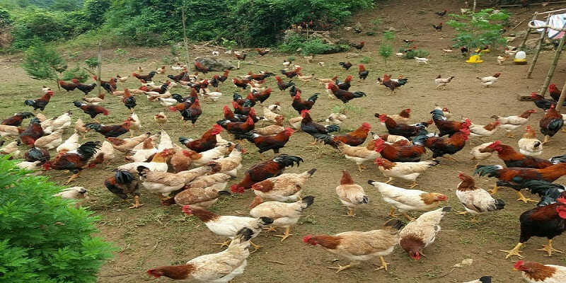 Trại gà tre ở Đồng Nai